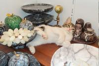 images/slideshow_images/cats/cats1.jpg