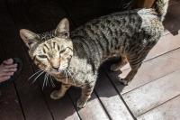 images/slideshow_images/cats/cats2.jpg