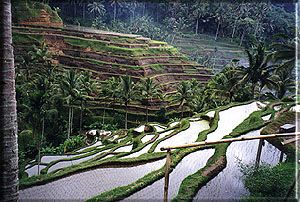 BALI RICE TERRACES INDONESIA