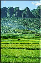 INDONESIA RICE TERRACES